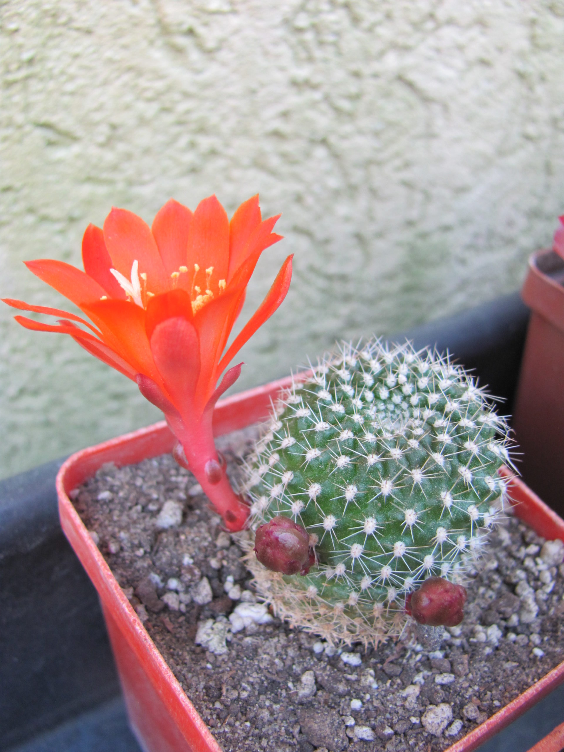 Rebutia krainziana