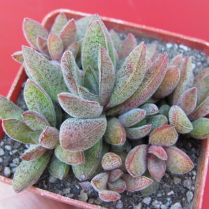 Crassula   justi - corderoyi
