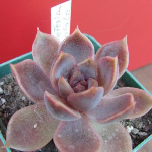 Echeveria Dark Chocolate
