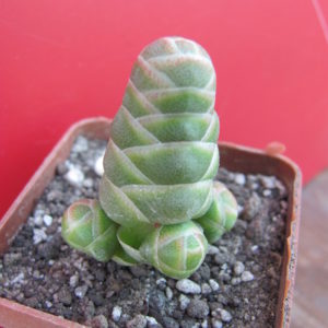 Crassula barklyi