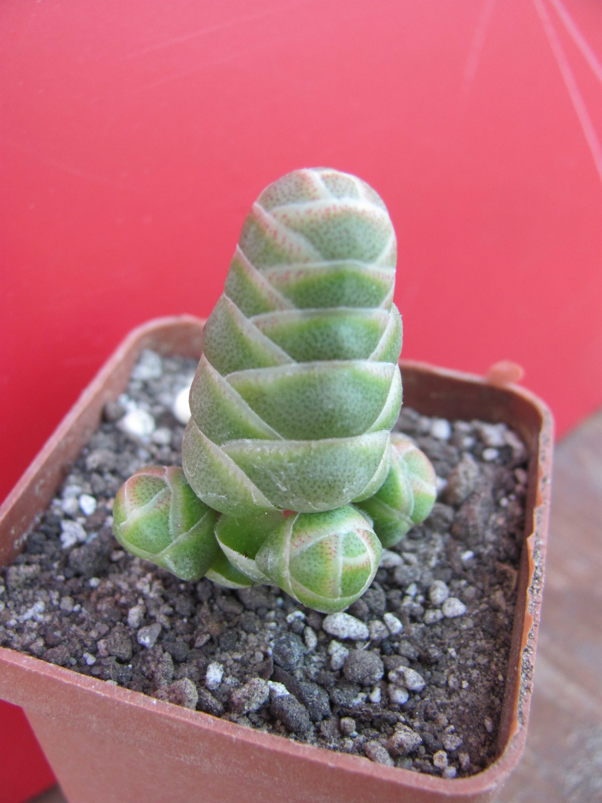 Crassula barklyi