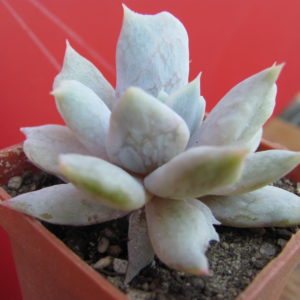 Echeveria   *Vampire   Appaloosa*