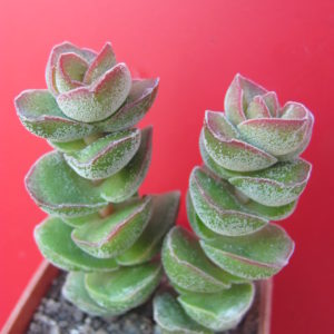 Crassula  *Jade Tower*