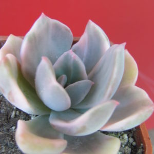 Echeveria   Mrs. Richards variegata