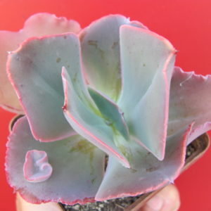 Echeveria  Raggamuffin