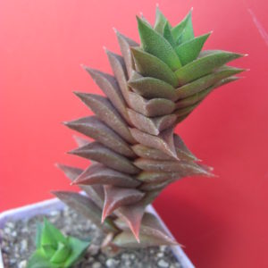 Haworthia viscosa  *spirale*