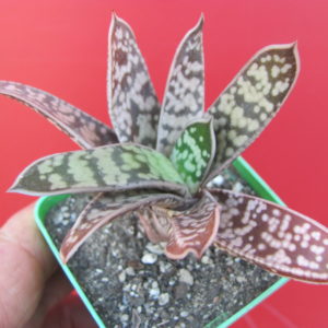 Gasteria liliputana  hybr.