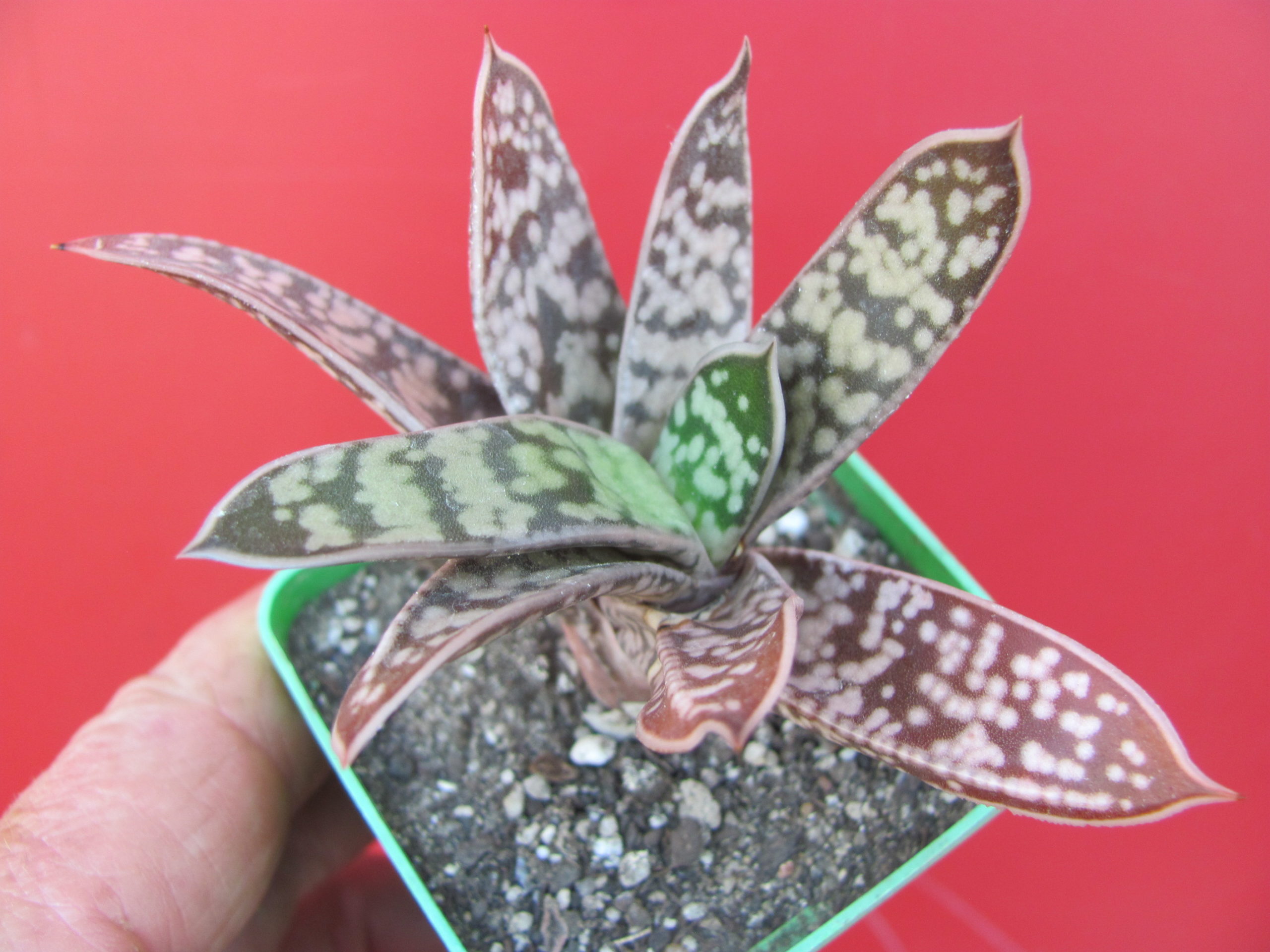 Gasteria liliputana  hybr.
