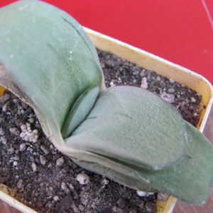 Gasteria  armstrongii  hybr.   Japan
