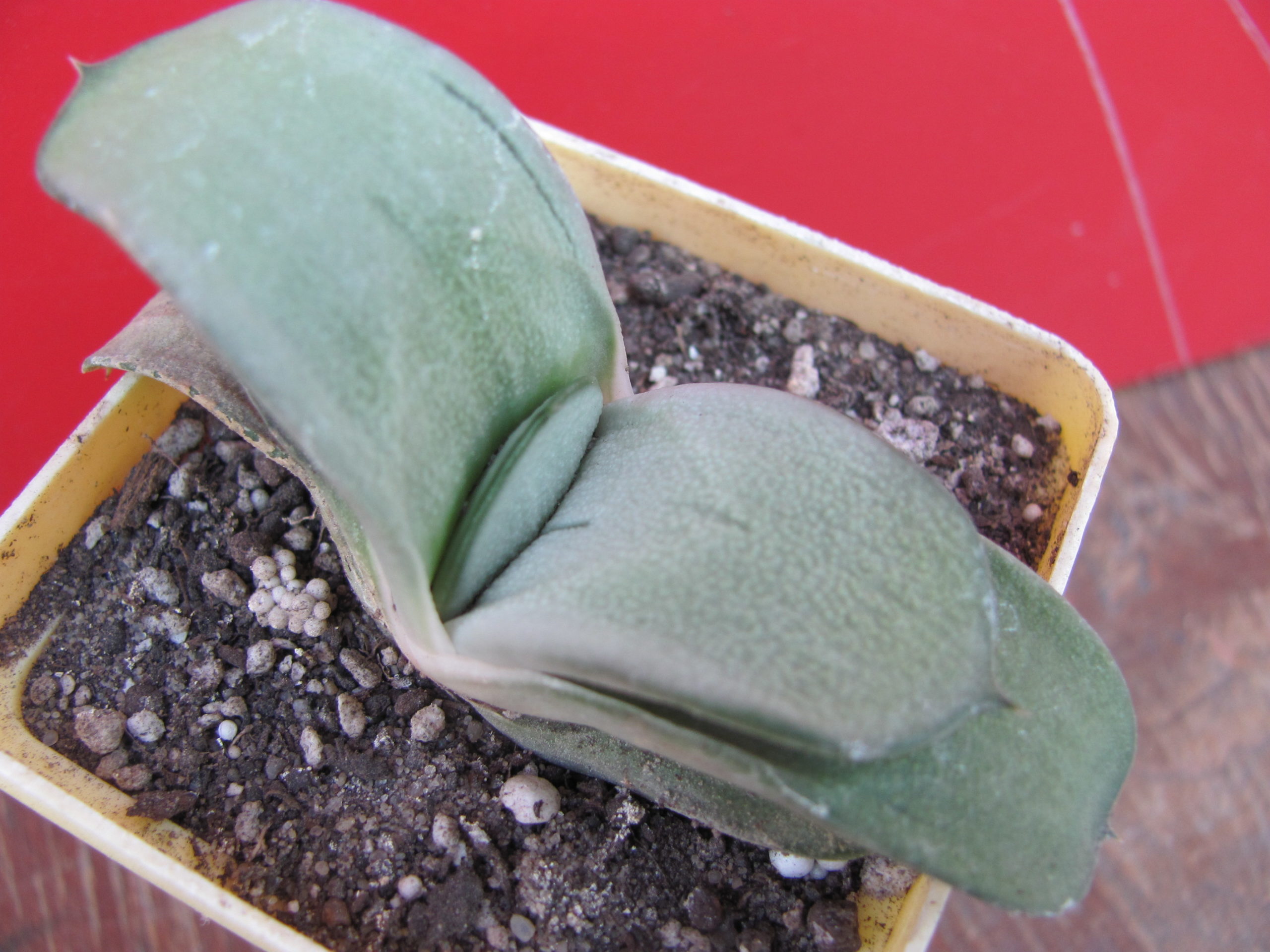 Gasteria  armstrongii  hybr.   Japan