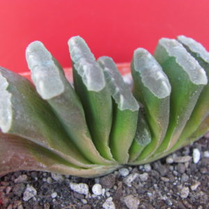 Haworthia  truncata