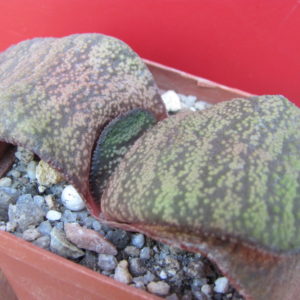 Gasteria  Dudon  hybr.