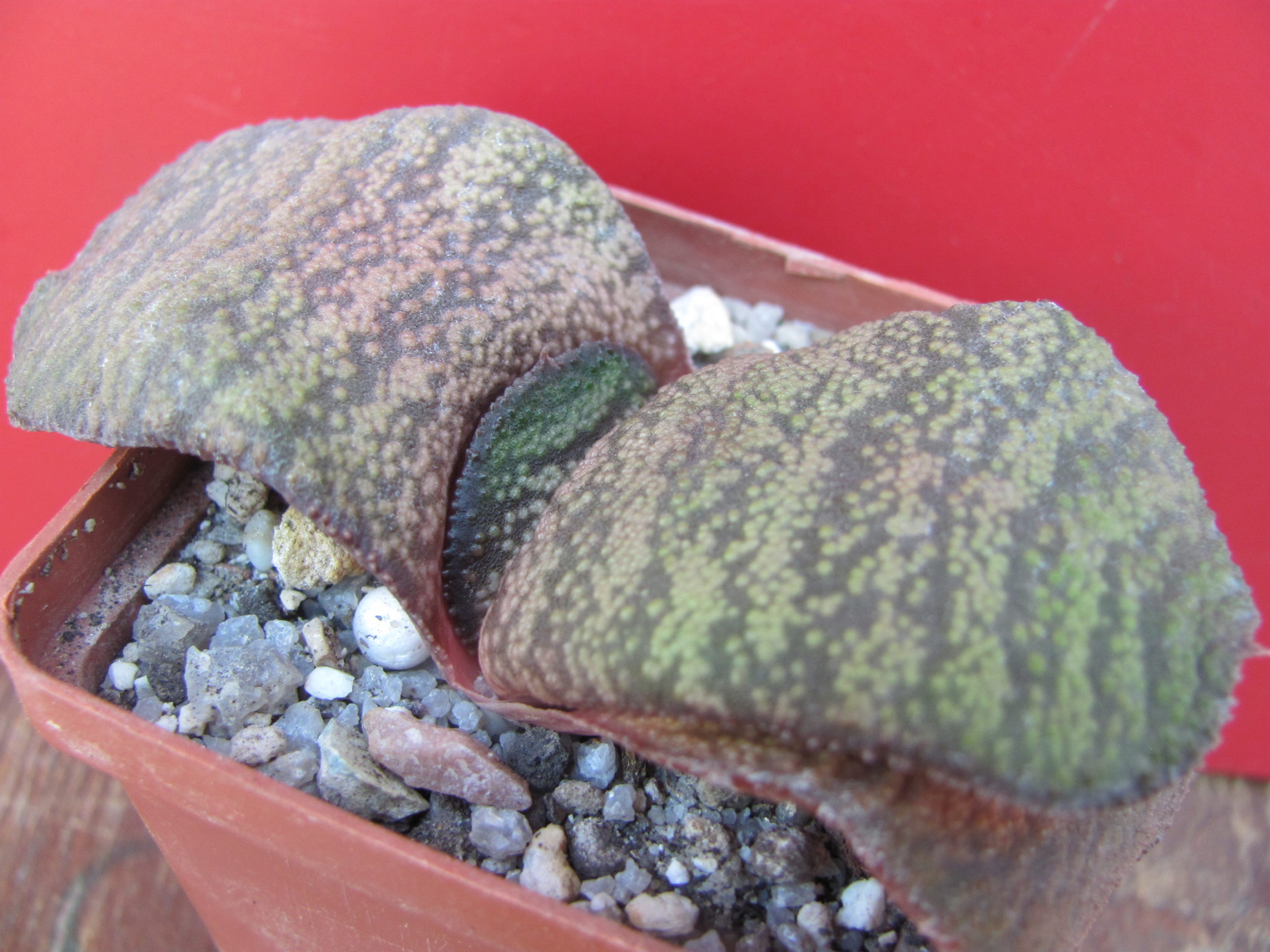 Gasteria  Dudon  hybr.