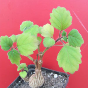 Plectranthus ernstii