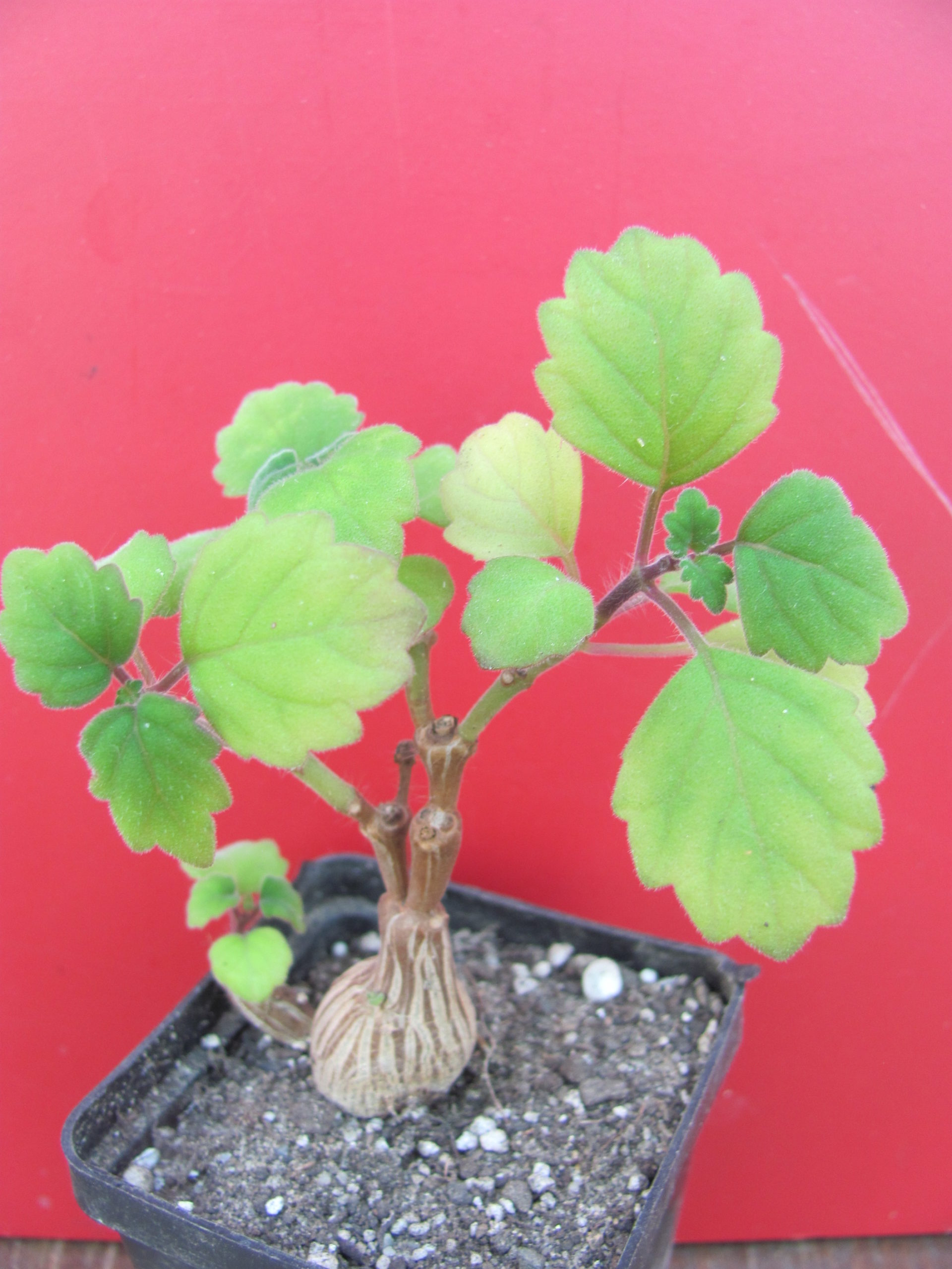 Plectranthus ernstii