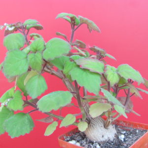 Plectranthus ernstii