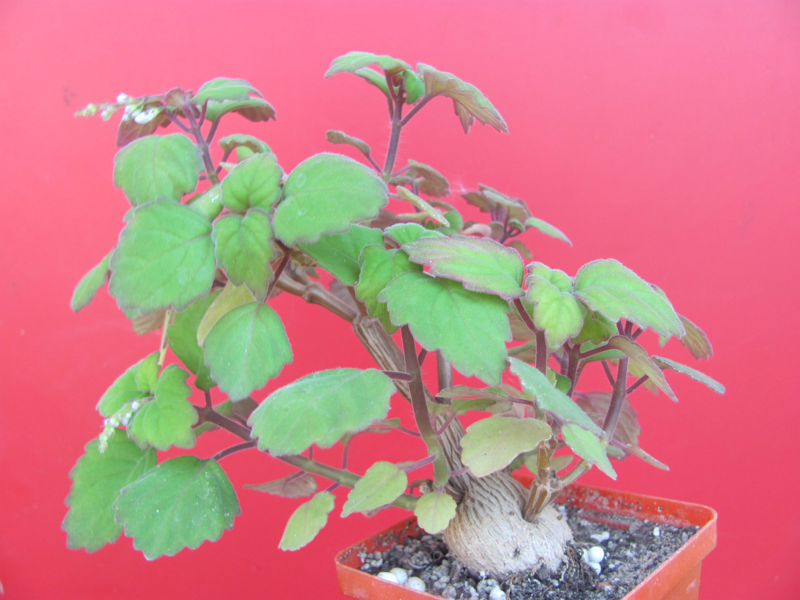 Plectranthus ernstii