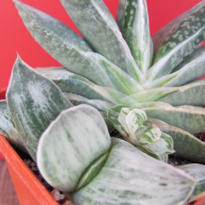 Gasteria variegata
