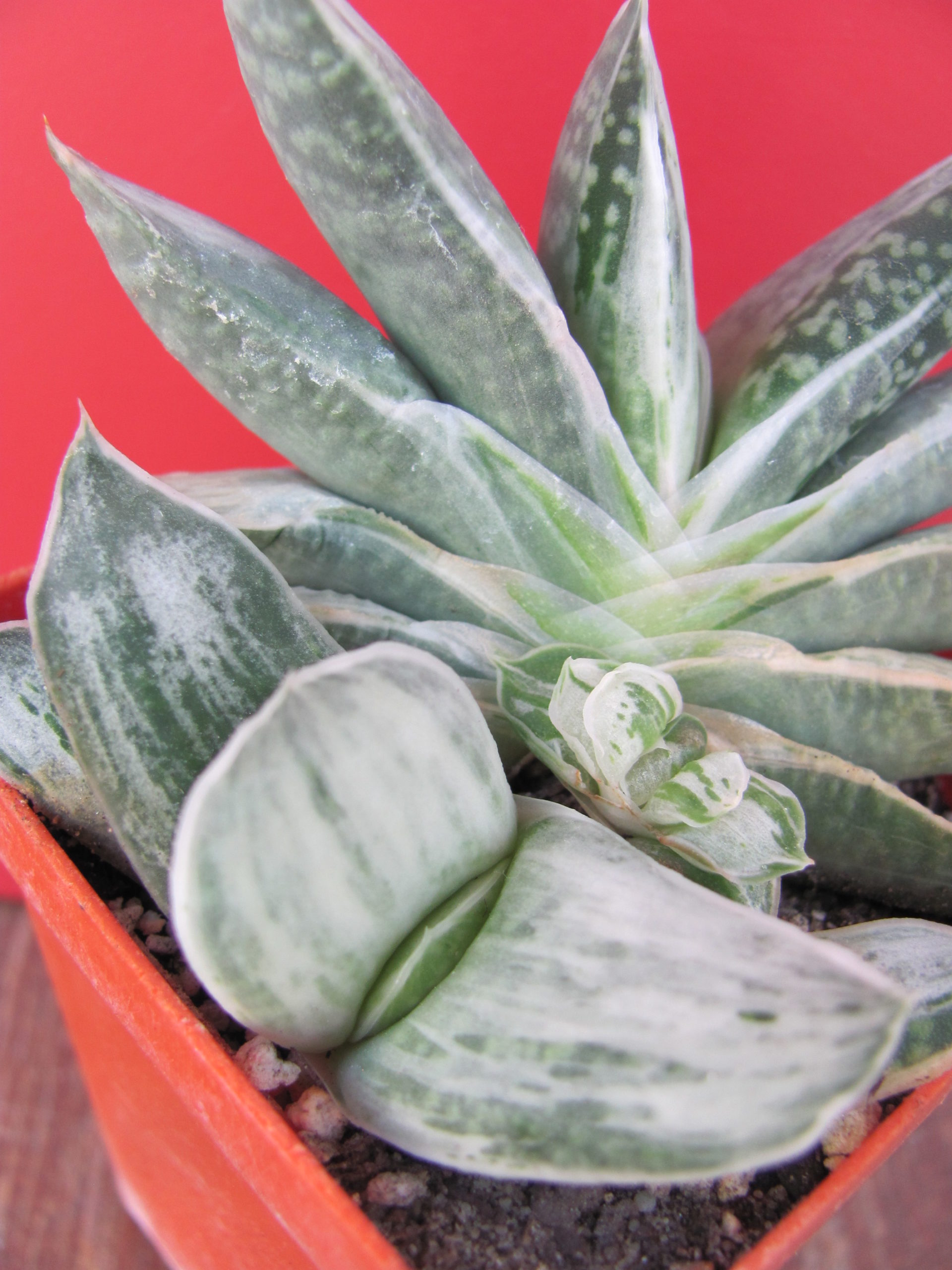 Gasteria variegata