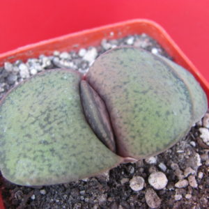 Gasteria  brachyphylla  bayeri