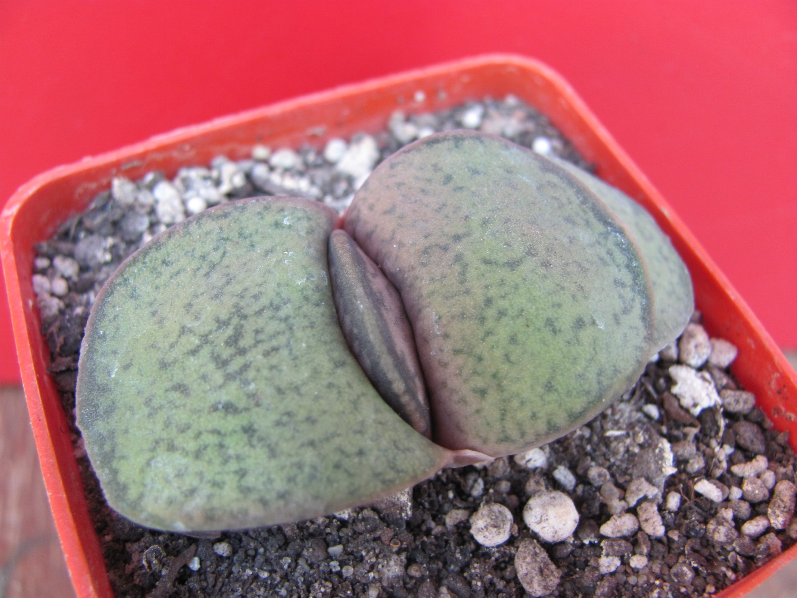 Gasteria  brachyphylla  bayeri