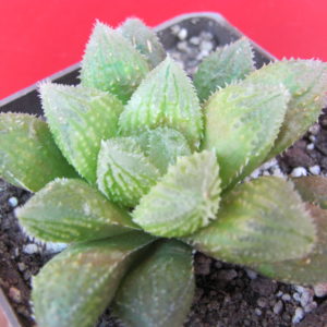Haworthia   *El  Pollito*