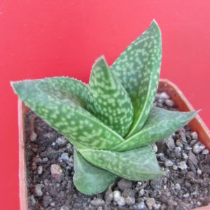 Gasteraloe