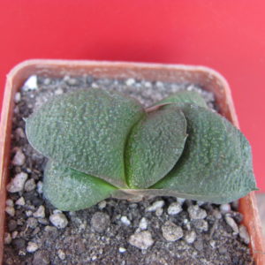 Gasteria  armstrongii   hybr.   *mini*