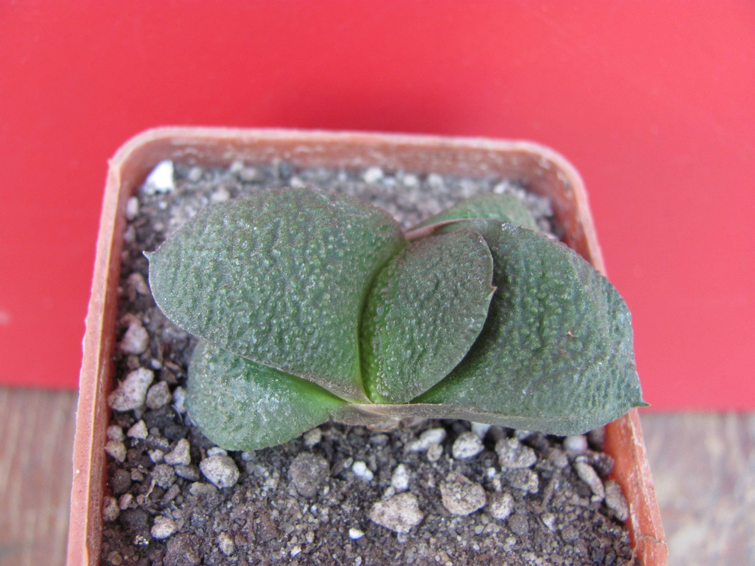 Gasteria  armstrongii   hybr.   *mini*