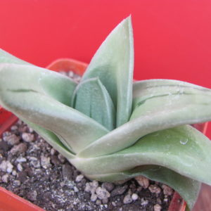Gasteria  *Green Ise*