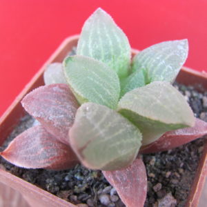 Haworthia  pygmaea Red