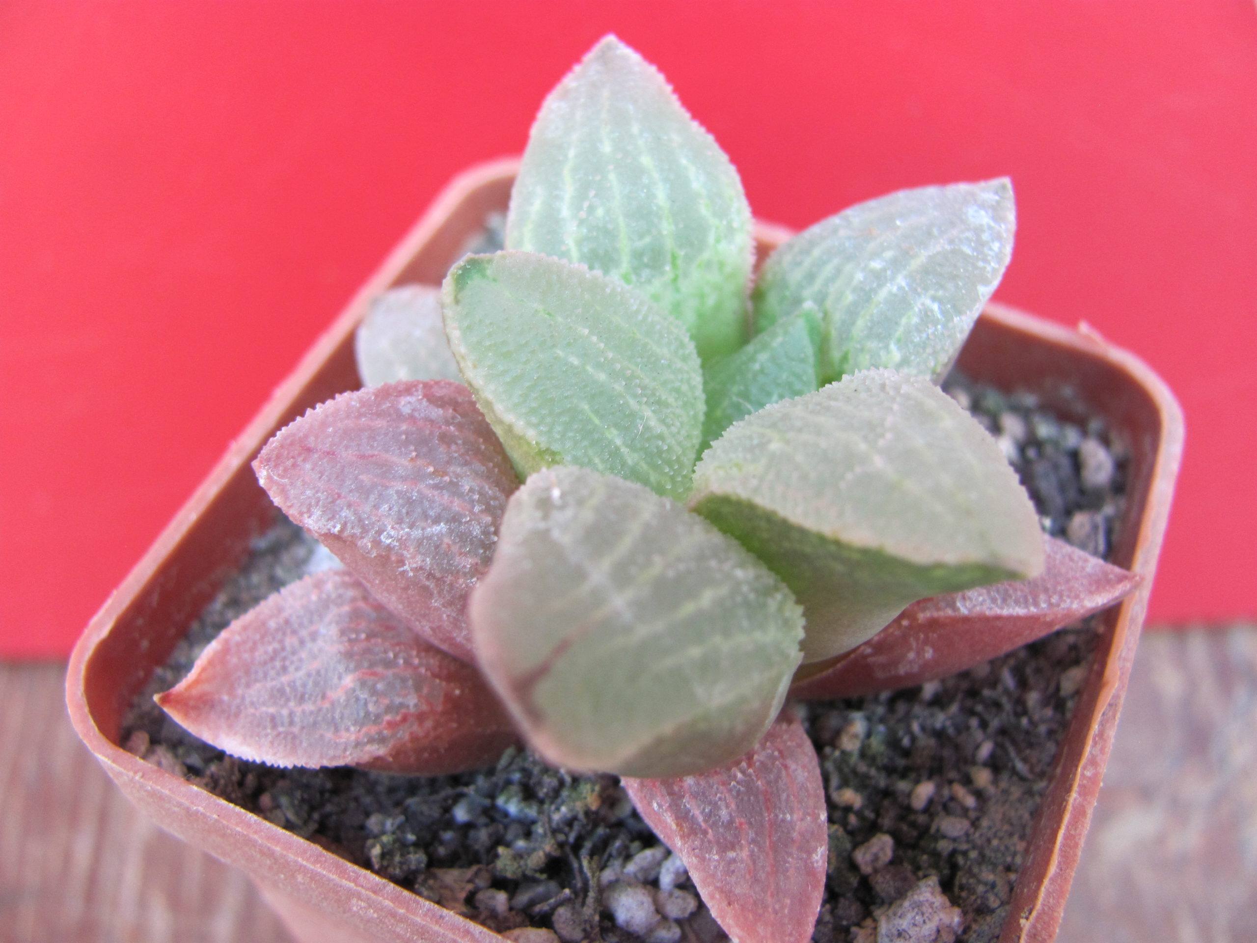 Haworthia  pygmaea Red
