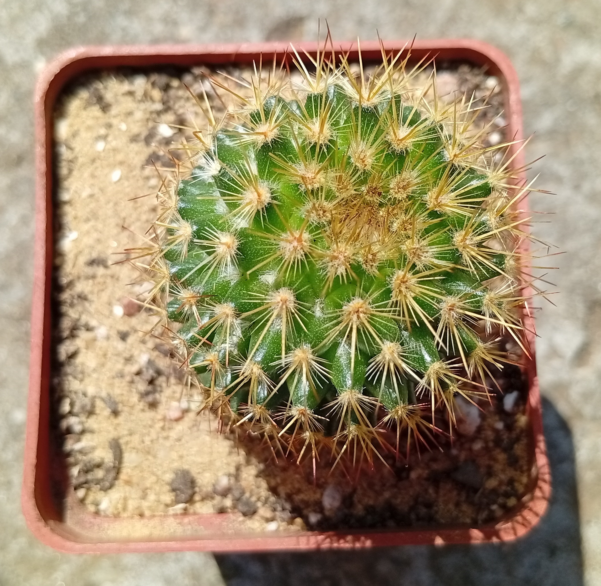 Mammillaria eriacantha