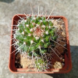 Mammillaria nejapensis