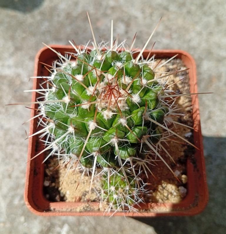 Mammillaria nejapensis