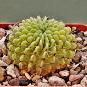 Notocactus-buiningi-3