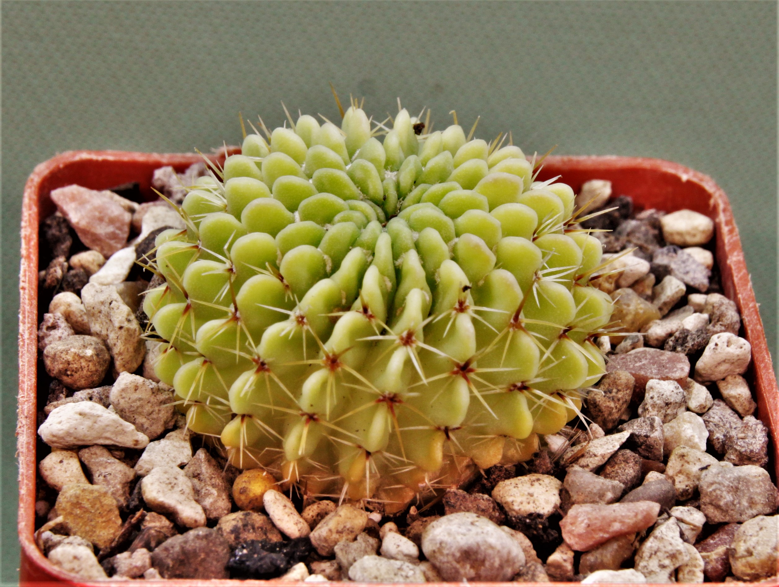 Notocactus-buiningi-3