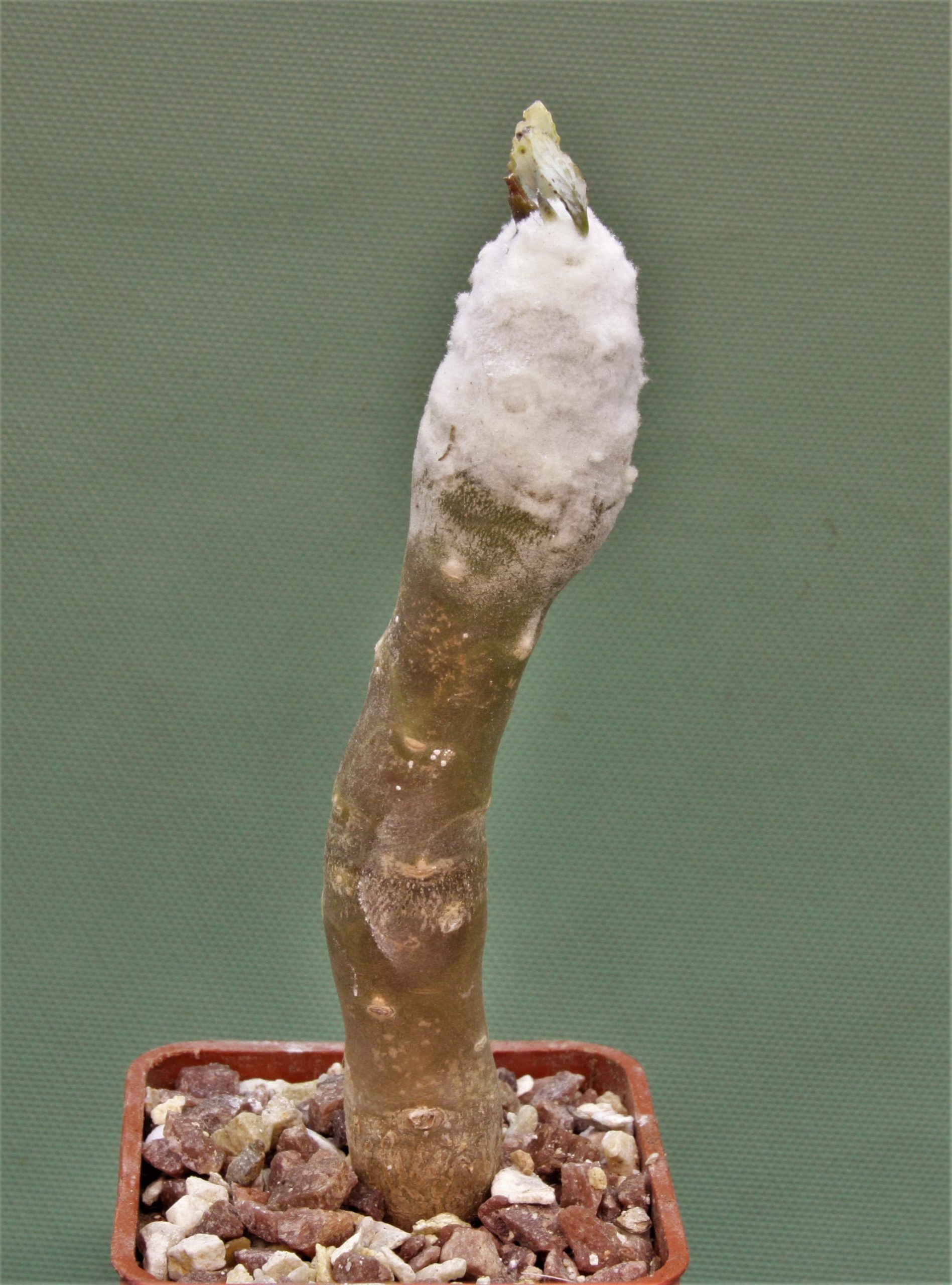 Othonna-cremnophila-1