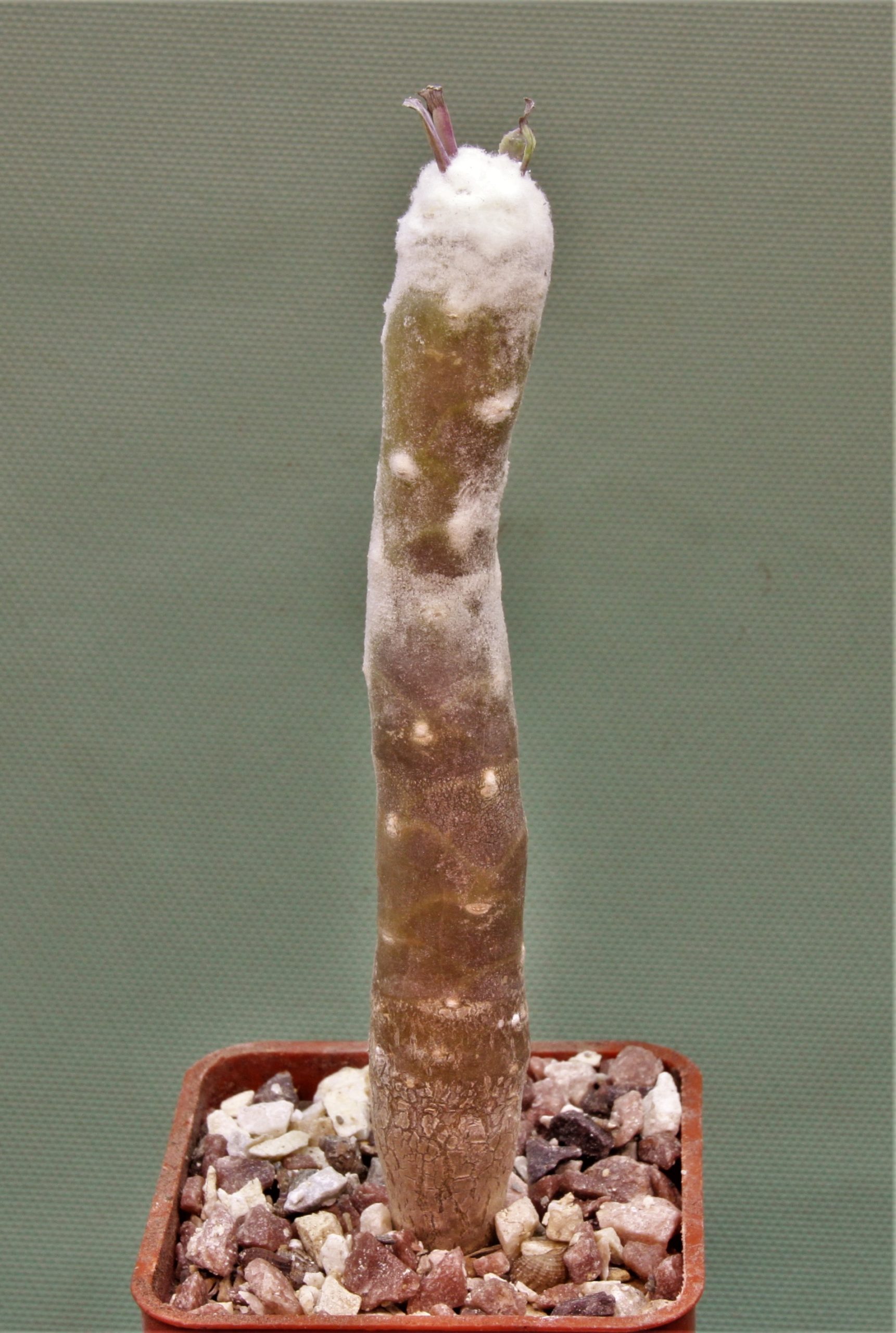 Othonna-cremnophila-2