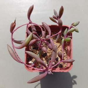 Othonna Capensis