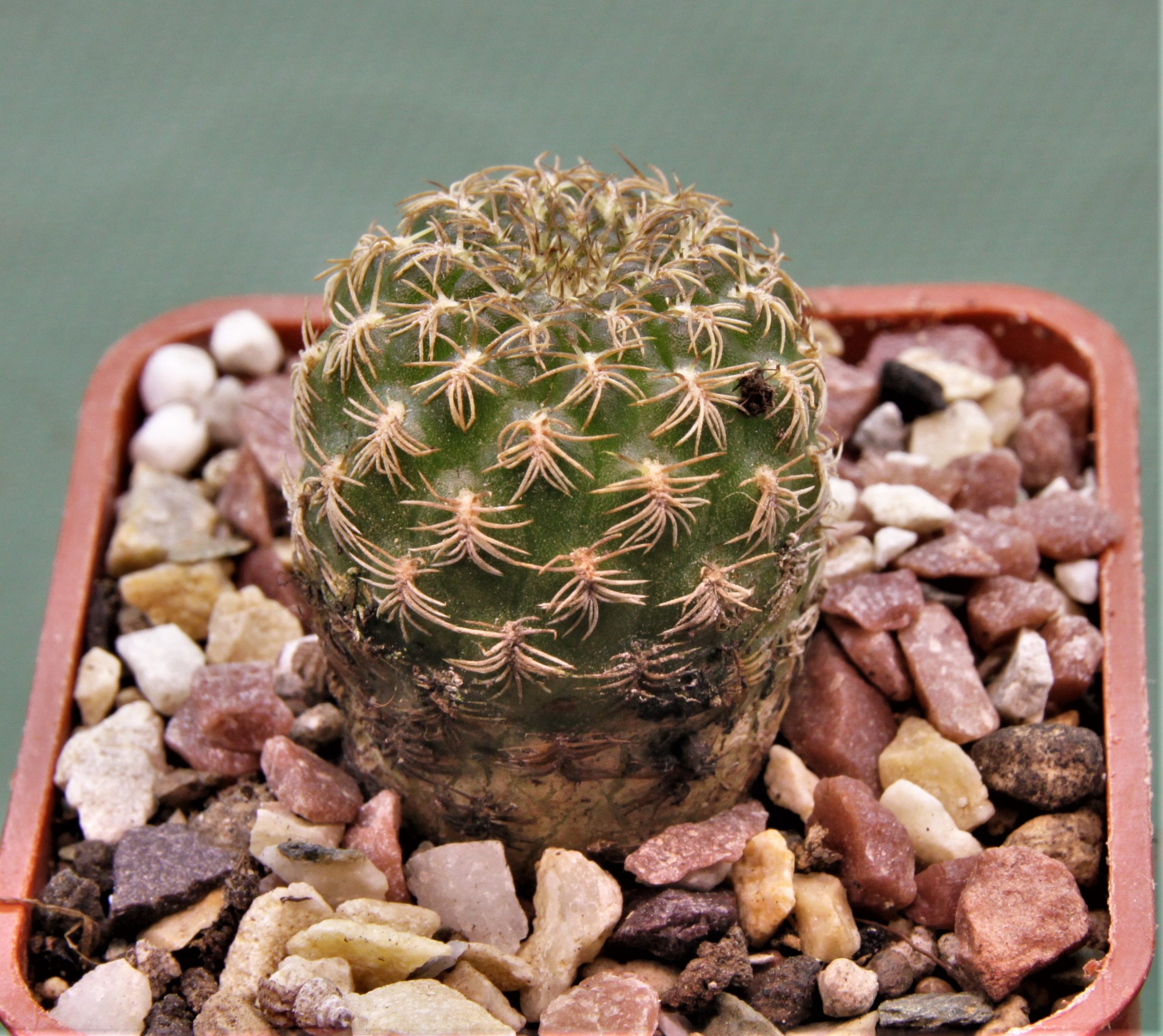Sulcorebutia breviflora-v.laui-L-1260-1-2