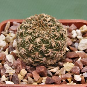 Sulcorebutia breviflora-v.laui-L-1260-3