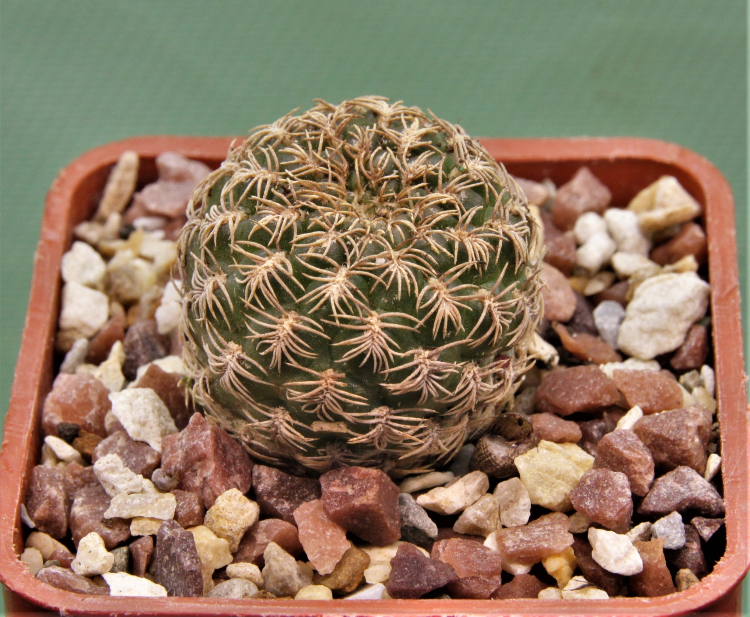 Sulcorebutia breviflora-v.laui-L-1260-3