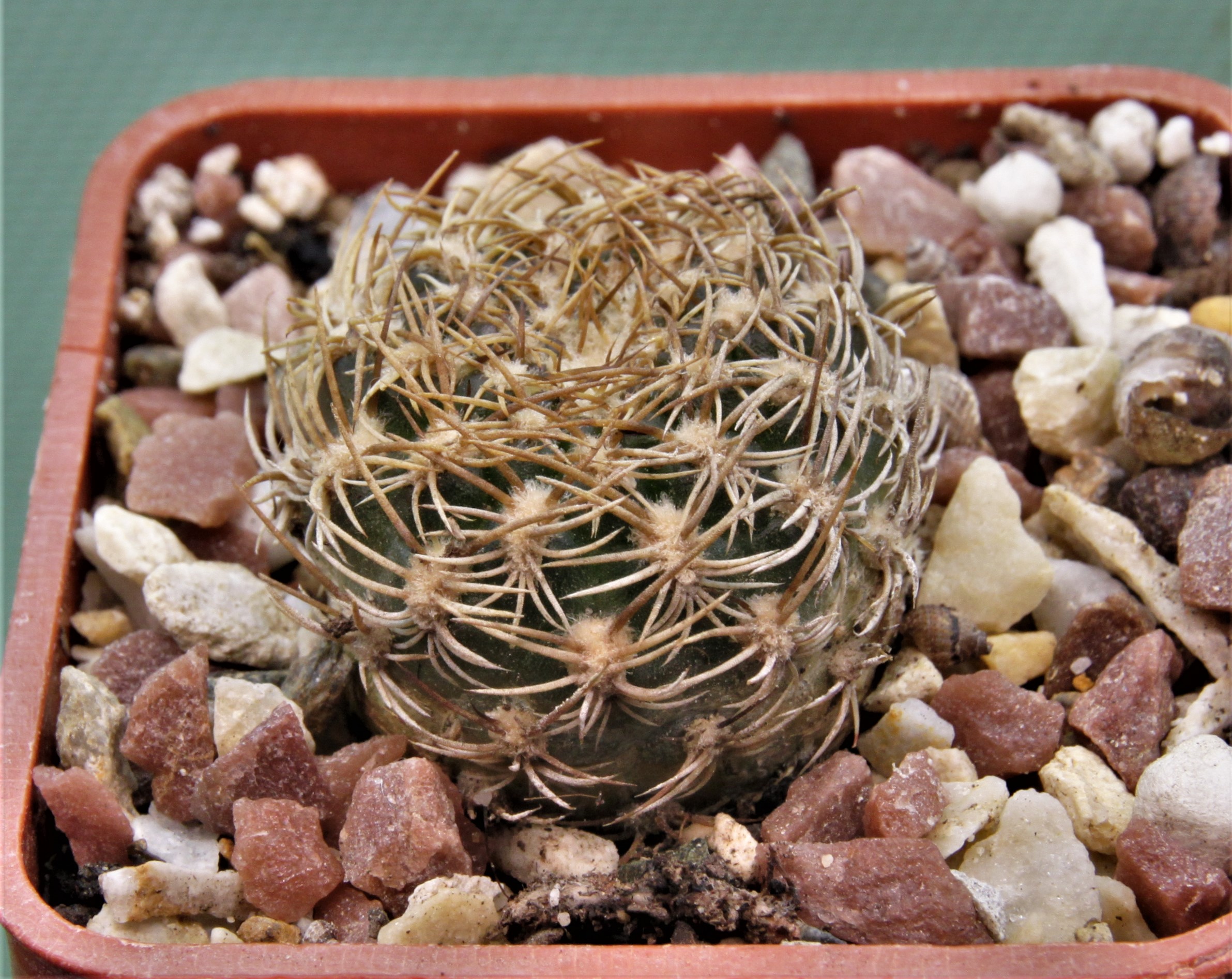 Sulcorebutia breviflora-v.laui-L-314-1