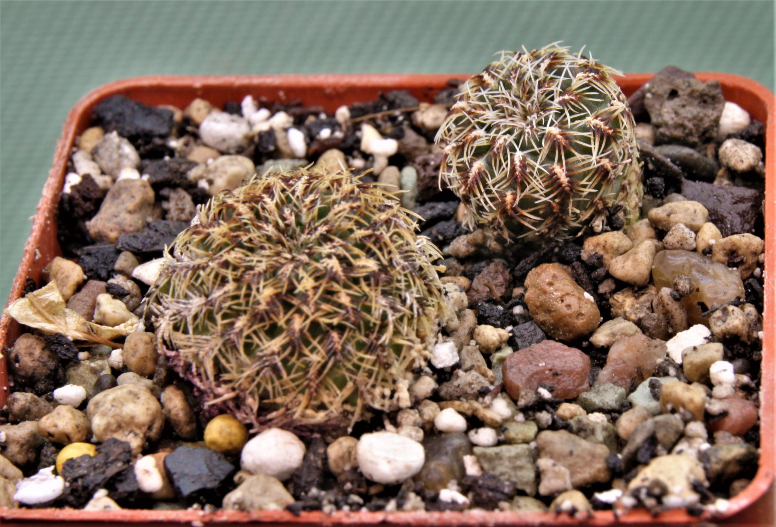 Sulcorebutia caniguerallii-LH-1057-2