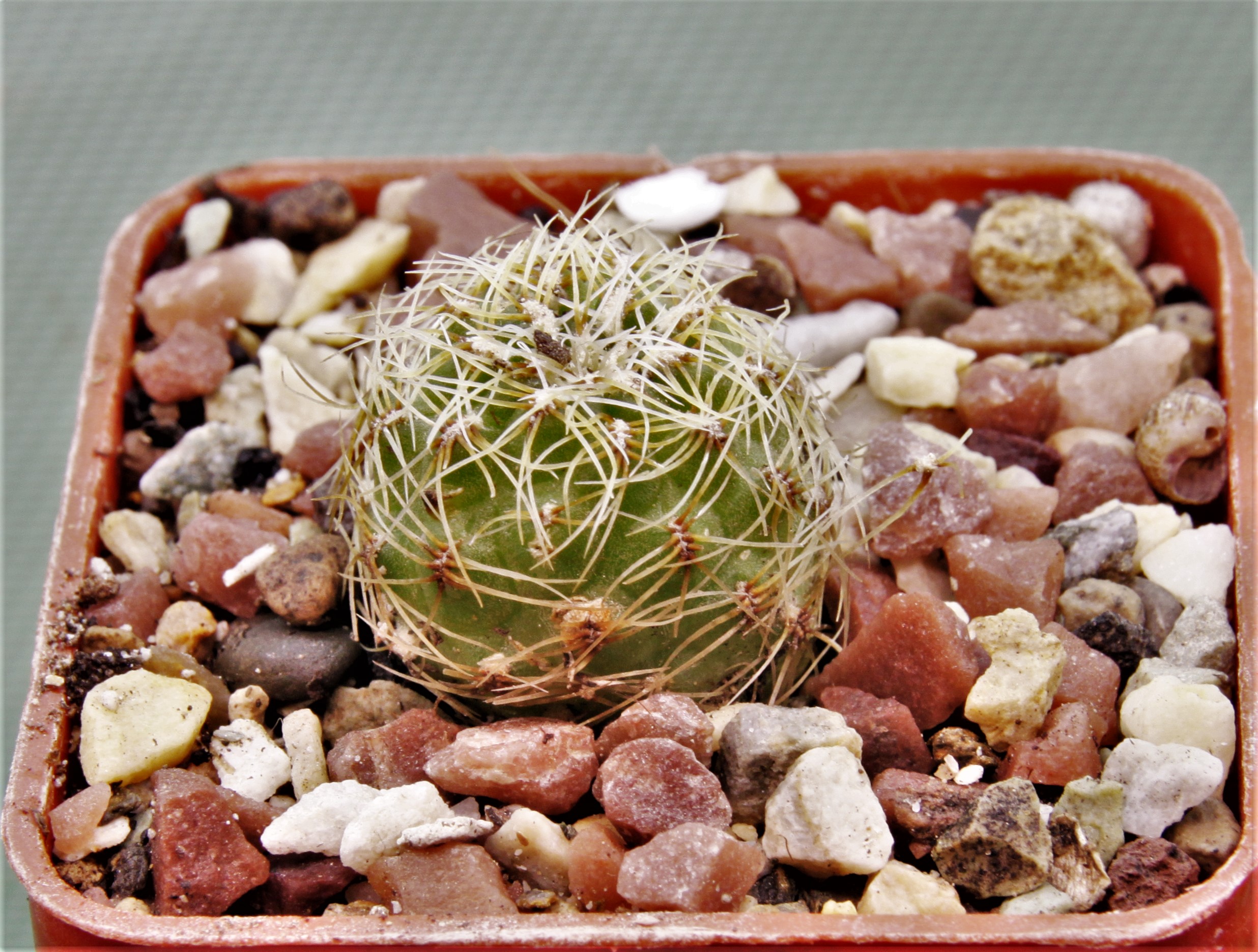 Sulcorebutia hertusii-Cern-kvet-1