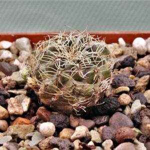 Sulcorebutia hertusii-PHA-176.1