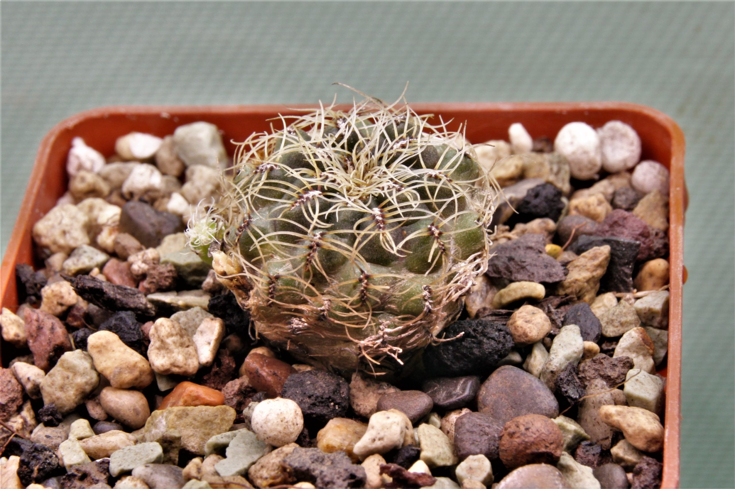 Sulcorebutia hertusii-PHA-176.1