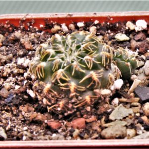 Sulcorebutia lada-horacheki-LH-1753