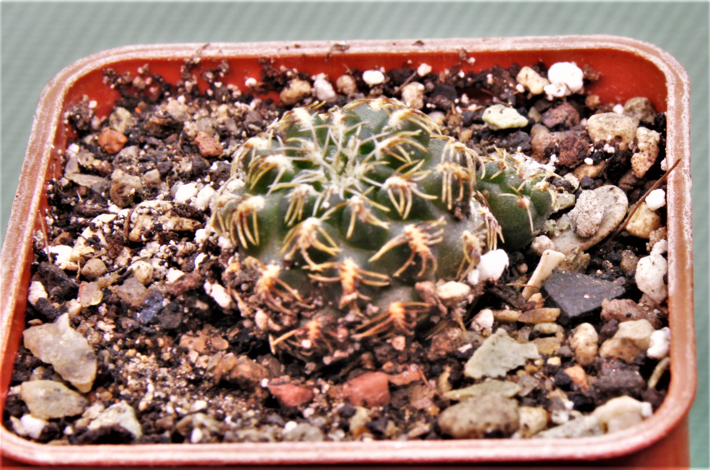 Sulcorebutia lada-horacheki-LH-1753